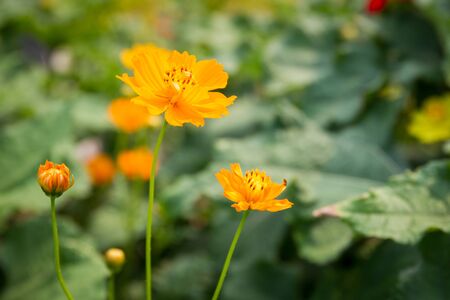 Beautiful yellow cosmos garden close up.の写真素材