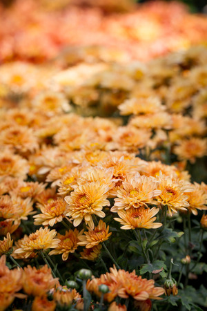 Image of Thai chrysanthemum close up.の写真素材