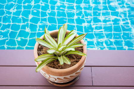 Swimming pool edge and plant close up.の写真素材