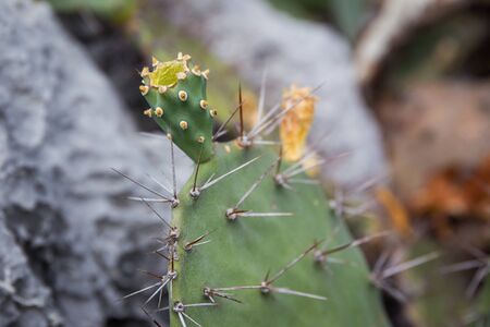 Wild moutain cuctus flowers close up.の写真素材