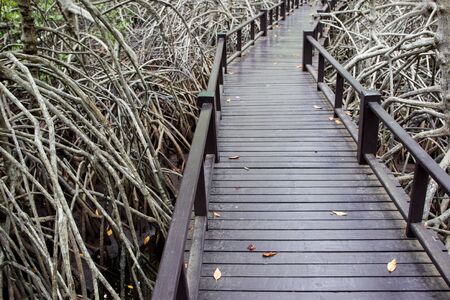 Wooden walk path in mangrove.の写真素材