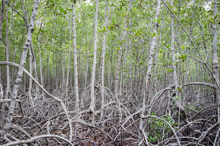 Photograph of mangrove forest close up.の写真素材