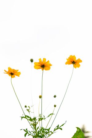 Cosmos flowers close up in sky background.の写真素材