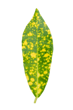 Fresh leaf of craton close up isolated.の写真素材