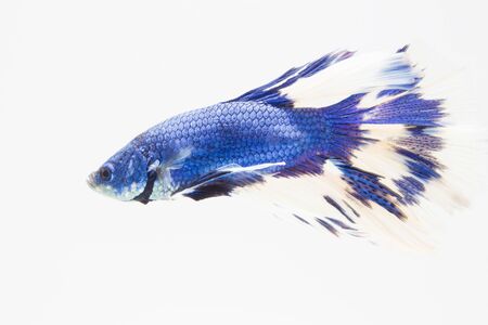 Beautiful blue fighting fish close up.の写真素材