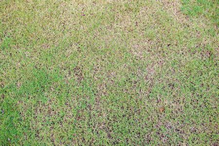 Grass filed close up background.の写真素材