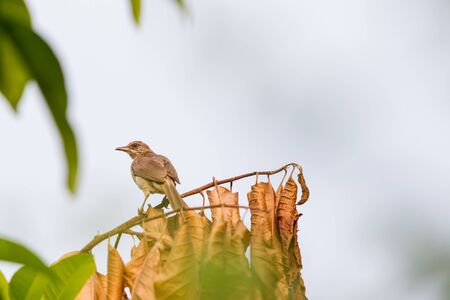 The pycnonotus bird holding on a tree close up.の写真素材