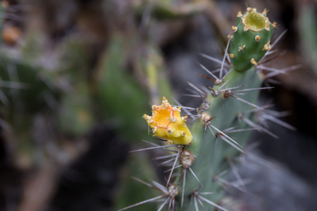 Wild moutain cuctus flowers close up.の写真素材