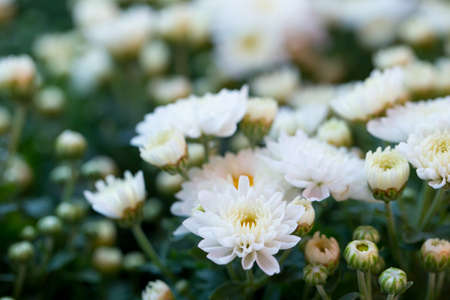 Beautiful chrysanthemums close up background.の写真素材