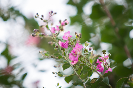 Image of lagerstroemia flowers close up.の写真素材