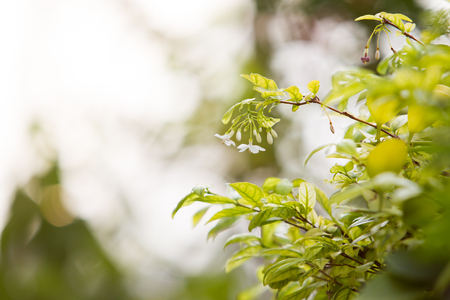 Wrightia religiosa Benth close up in bokeh background.の写真素材