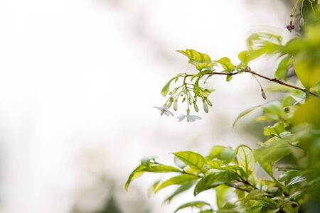 Wrightia religiosa Benth close up in bokeh background.の写真素材