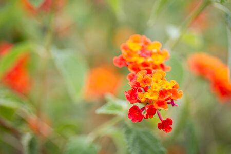 Wild orange flowers in Thailand close up.の写真素材