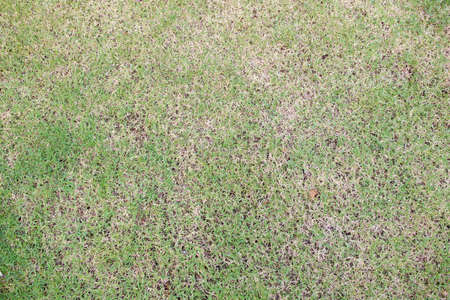 Grass filed close up background.の写真素材