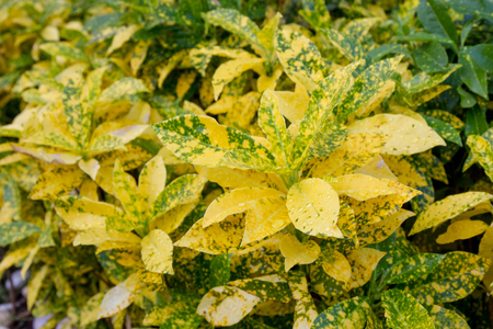 Big yellow Croton leaf close up.の写真素材