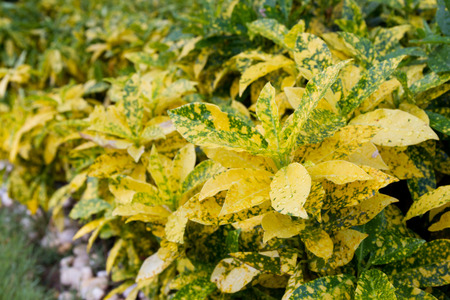 Big yellow Croton leaf close up.の写真素材