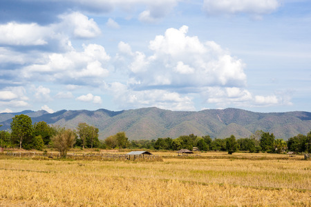 Landscape of rice field in Asia background.の写真素材