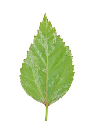 The hibiscus's leaf close up isolated on white background.の写真素材