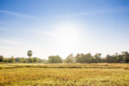 Blur image of rice field in Asia background.の写真素材