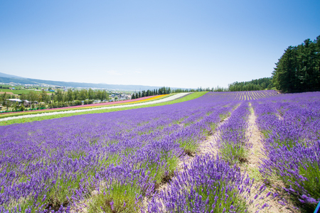 Beautiful Lavender garden in Fulano Hokkaido, Japan.の写真素材
