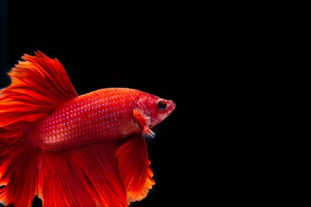 Beautiful red fighting swiming in black background.