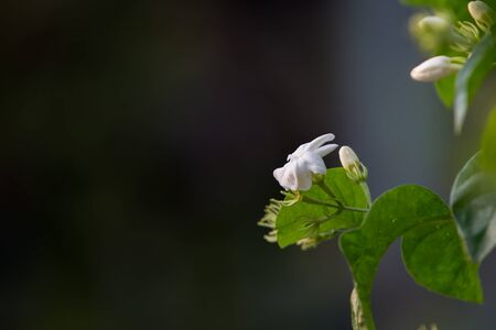 The white jasmine flowers close up.の写真素材