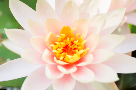 Beautiful lotus in lake close up.の写真素材