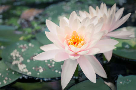 Beautiful lotus in lake close up.(Processed in vintage colour tone)の写真素材