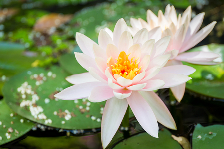 Beautiful lotus in lake close up.の写真素材