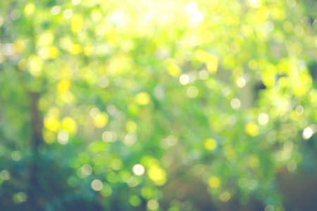 Blur image of sun light in forest background.(Processed in vintage colour tone)の写真素材