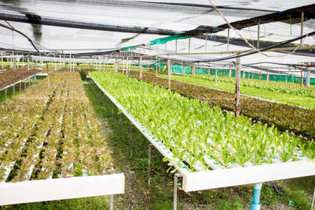 Photograph of hydroponic vegetable farm.の写真素材