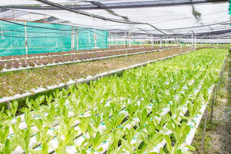 Photograph of hydroponic vegetable farm.の写真素材