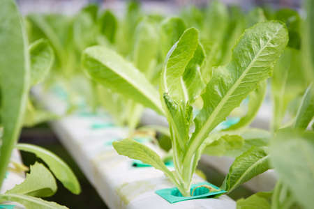 Photograph of hydroponic vegetable farm.の写真素材