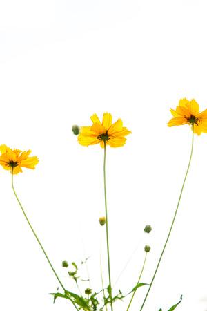 Cosmos flowers close up in sky background.の写真素材