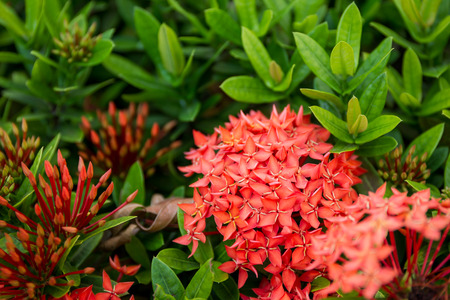 Spike flower tree close up.の写真素材