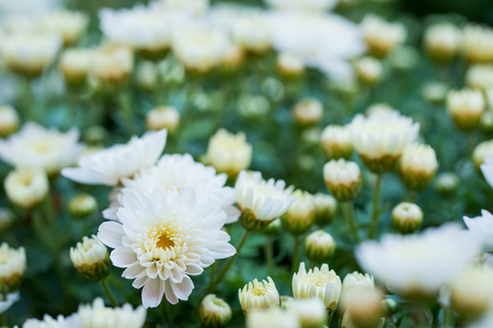 Beautiful chrysanthemums close up background.の写真素材