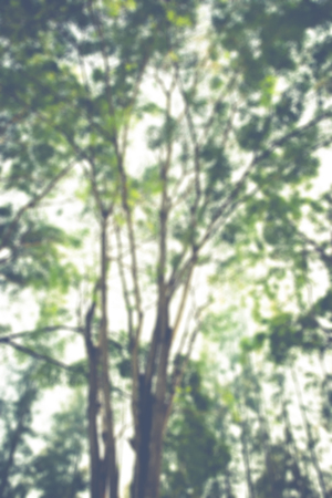 Blur image of pine forest background.(Processed in vintage colour tone)の写真素材