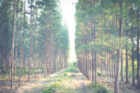 Blur image of pine forest background.(Processed in vintage colour tone)の写真素材