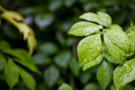 Photograph of rain drop on leafs close up.の写真素材