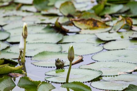 Photograph of lotus in lake close up.の写真素材