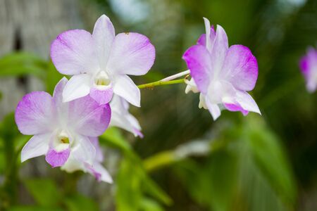 Beautiful blue and white orchid close up background.の写真素材
