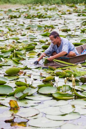 NONTHABURI,THAILAND-SEP 6: Photograph of a Thai fisherman finding for fish and lotus root in wooden boat on September 6, 2016.のeditorial素材