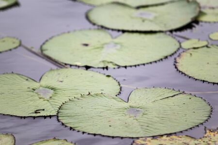 Photograph of lotus in lake close up.の写真素材
