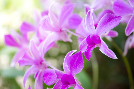Beautiful Thai orchid close up background.の写真素材