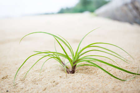 Wild grass on sand at beach close up.の写真素材