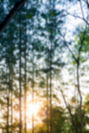 Blur image of pine forest background.の写真素材