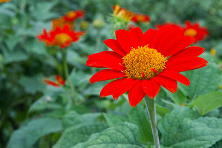 The big red cosmos flower close up.の写真素材