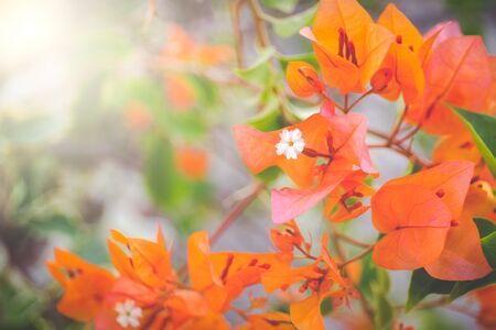 Beautiful orange bougainvillea in the garden close up.の写真素材