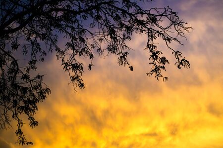 Branch of tree silhouetted on the beautiful motion on cloud during the sunset lighting.の写真素材