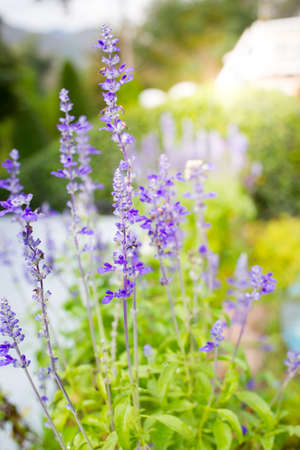 Photograph of Lavenders cloes up.